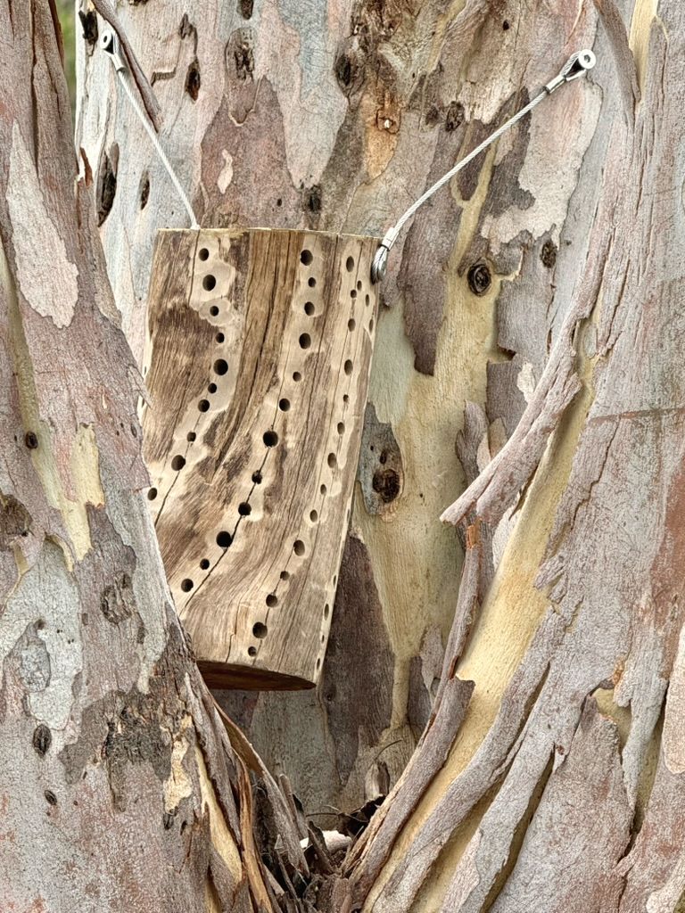 Hunk-of-Holes on a eucalypt