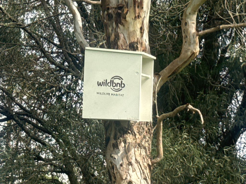Wildbnb Wildlife Box on a gum tree