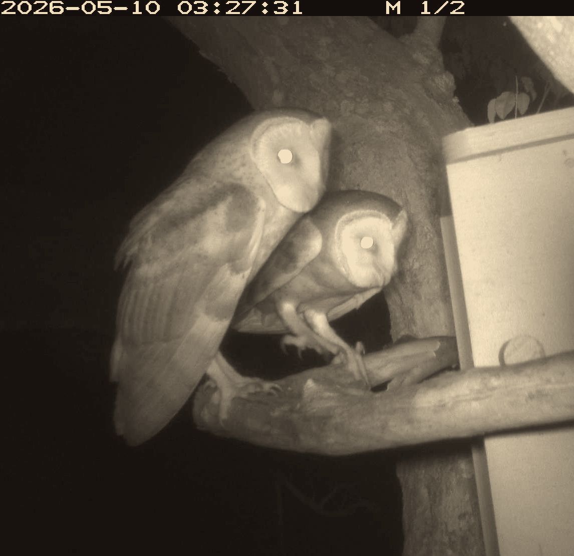 Two barn owls on a hunting roost at Banyula