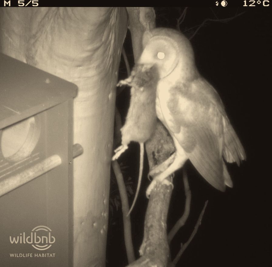 Barn owl landing on a roost with a rat