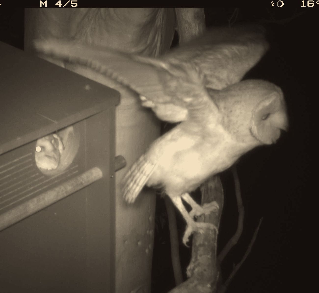 Barn owl landing at the box while a chick watches