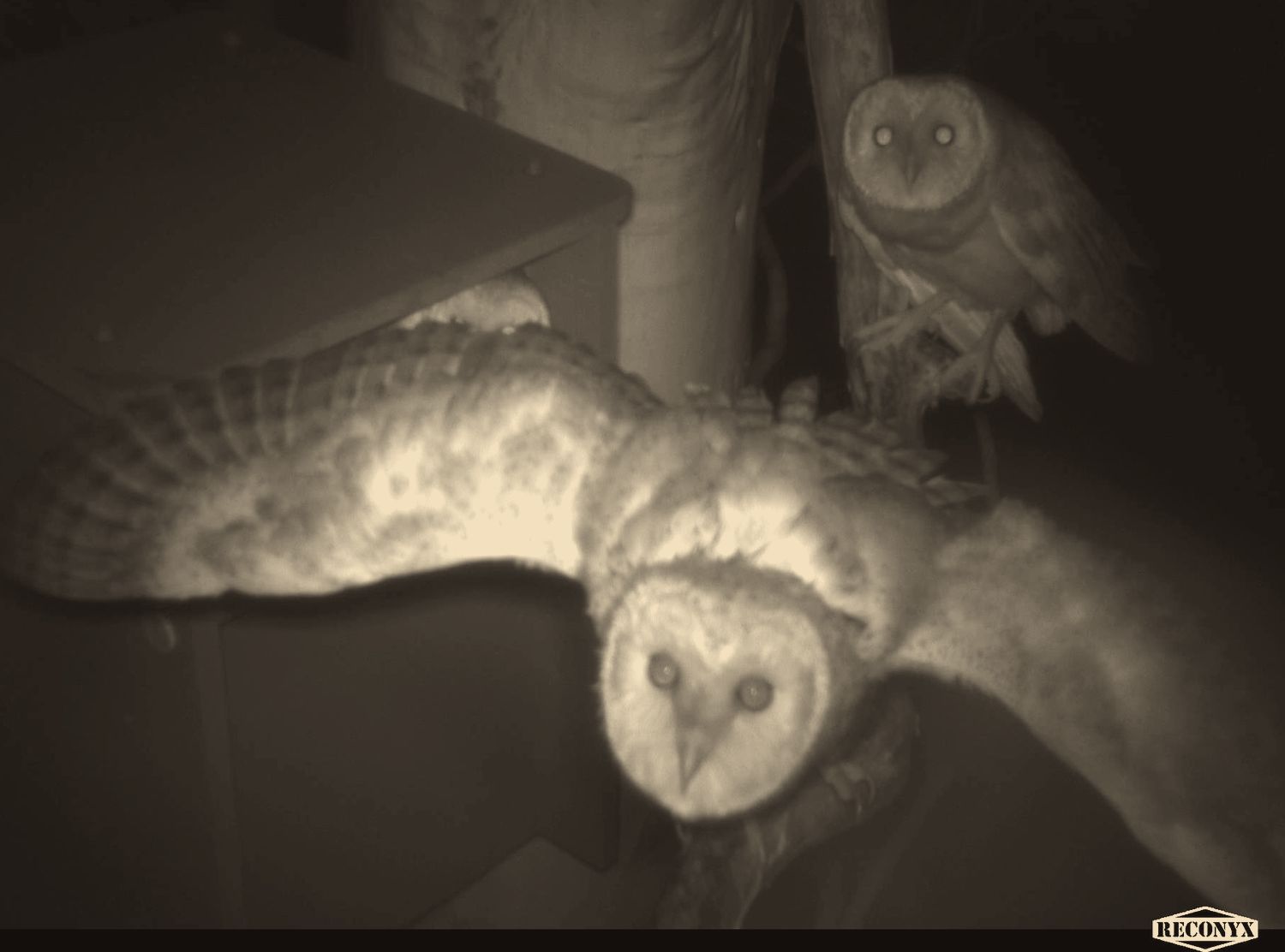 Barn owl flying toward the camera from its box