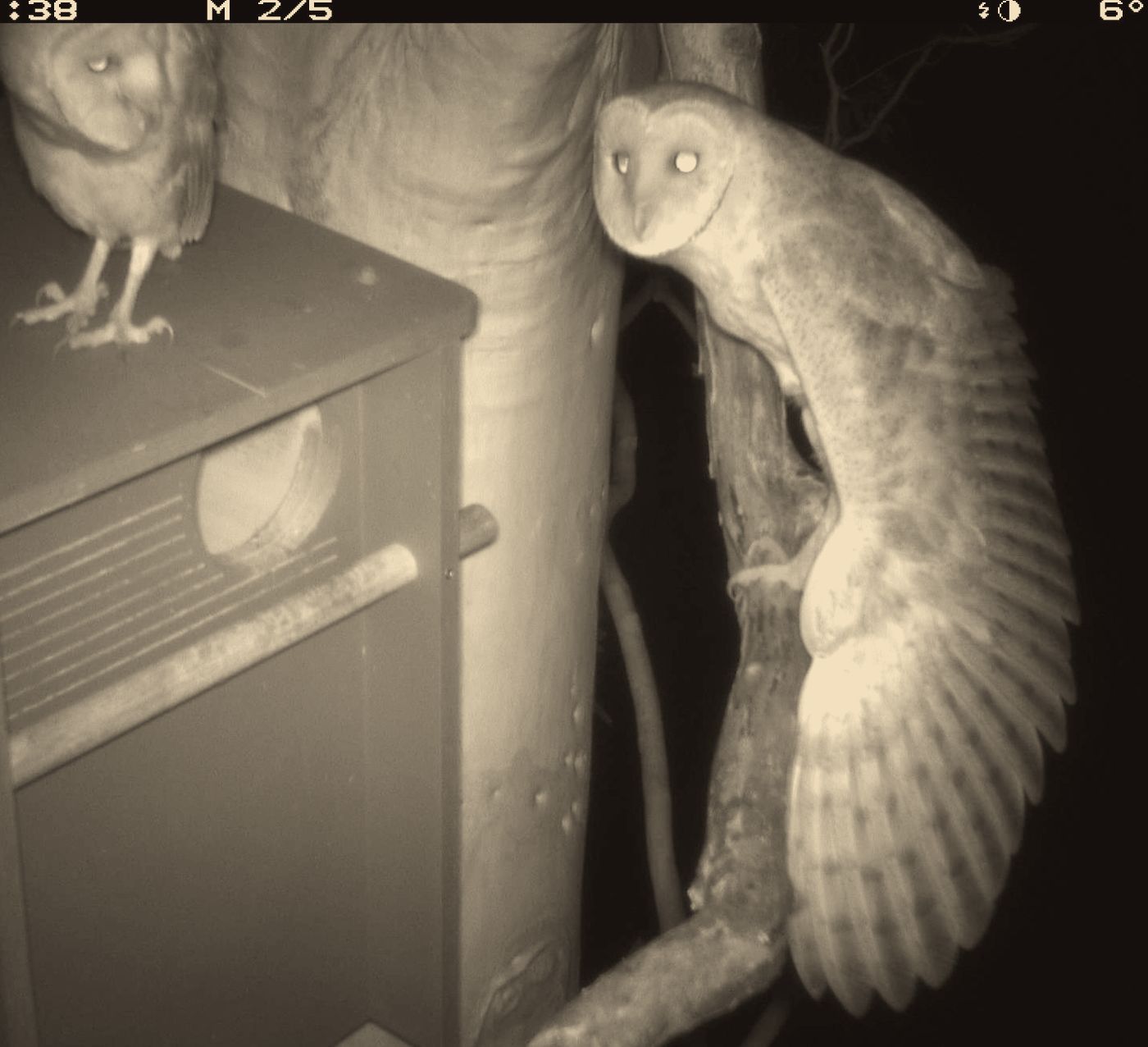 Two barn owls at the box and roost