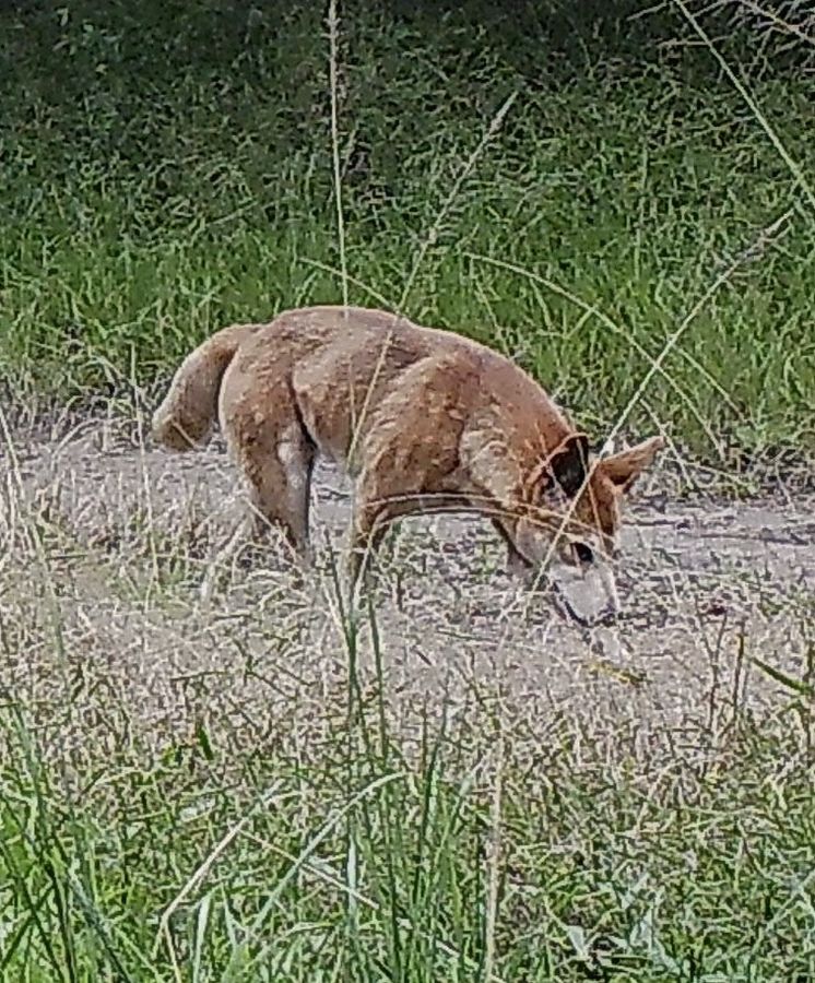 Dingo on a wildlife camera