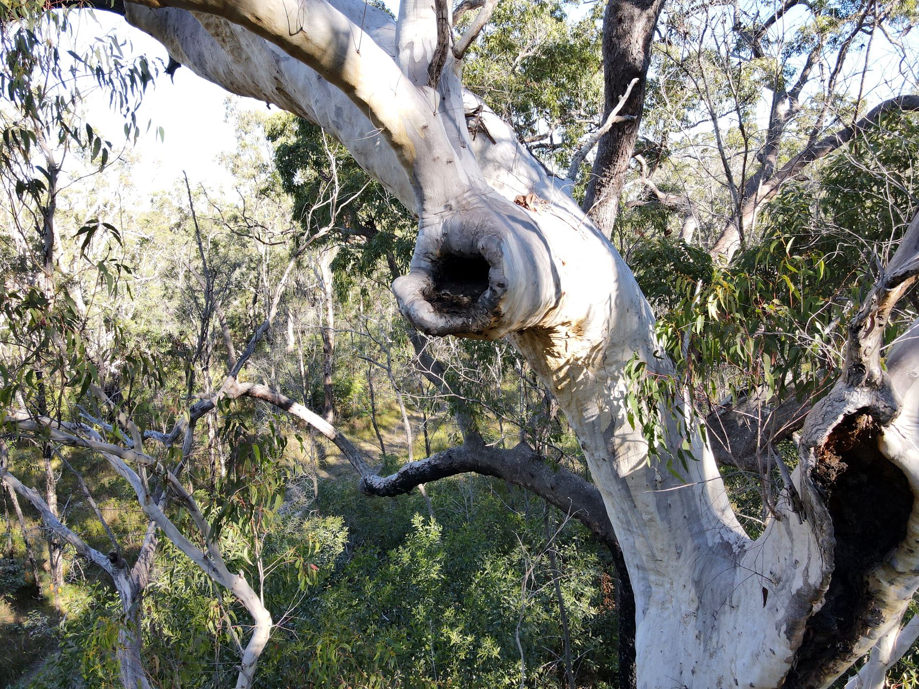 Natural hollow in a scribbly gum