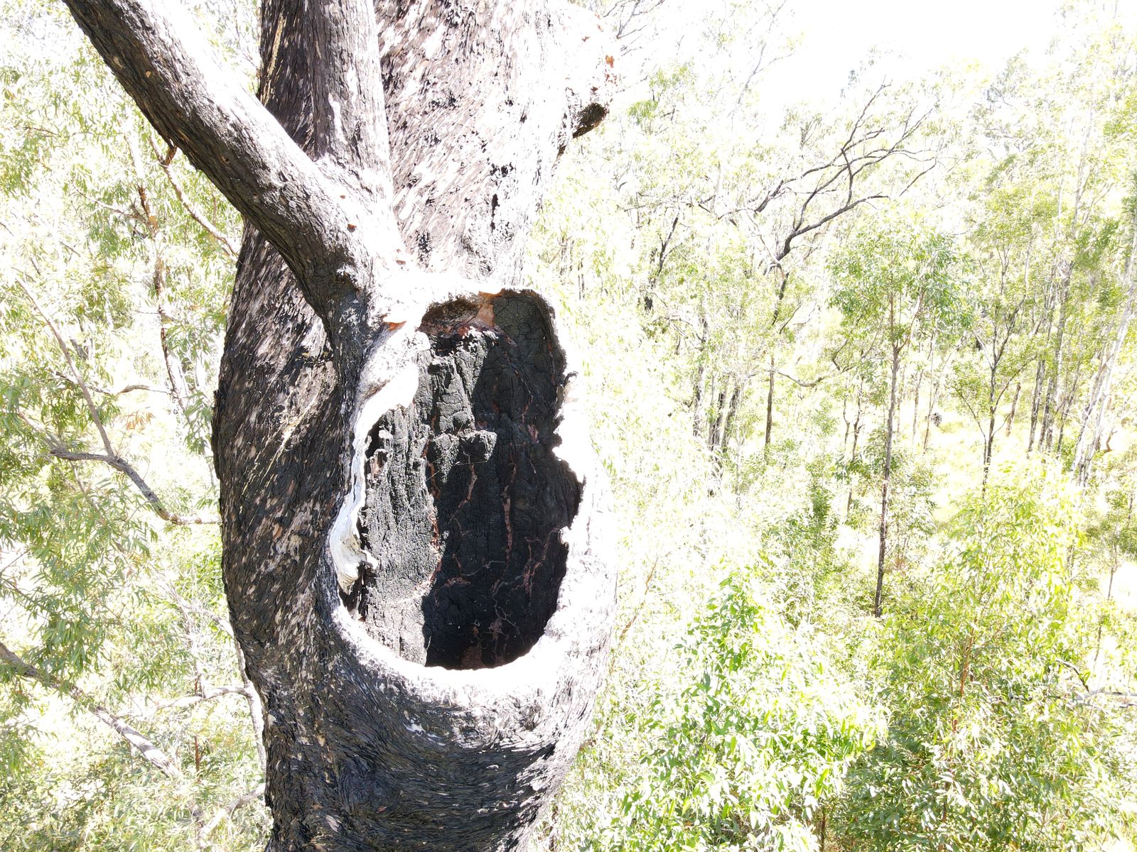 Old eucalypt with a large natural hollow, photographed by drone