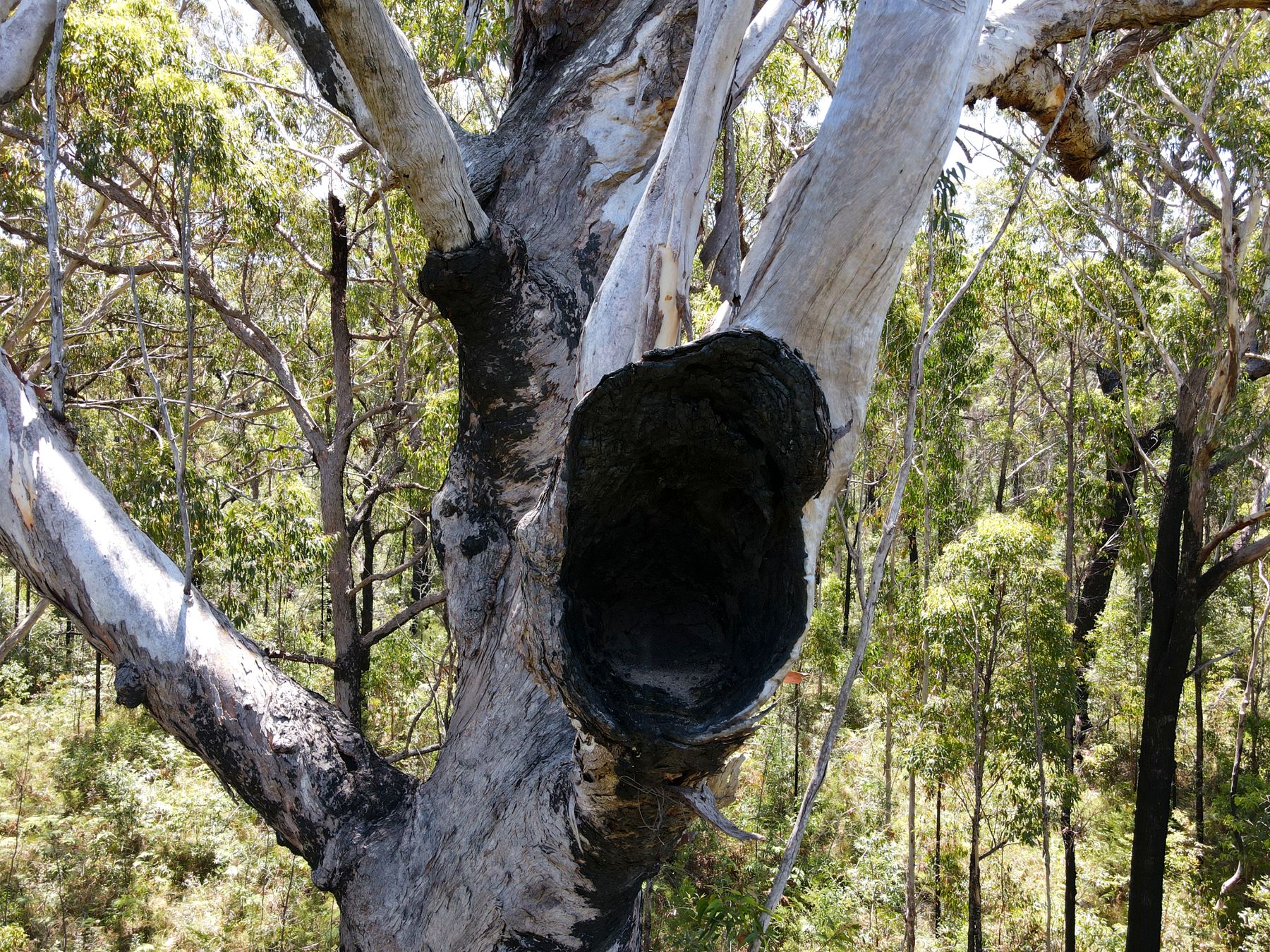 A large natural hollow in an old eucalypt, photographed by drone