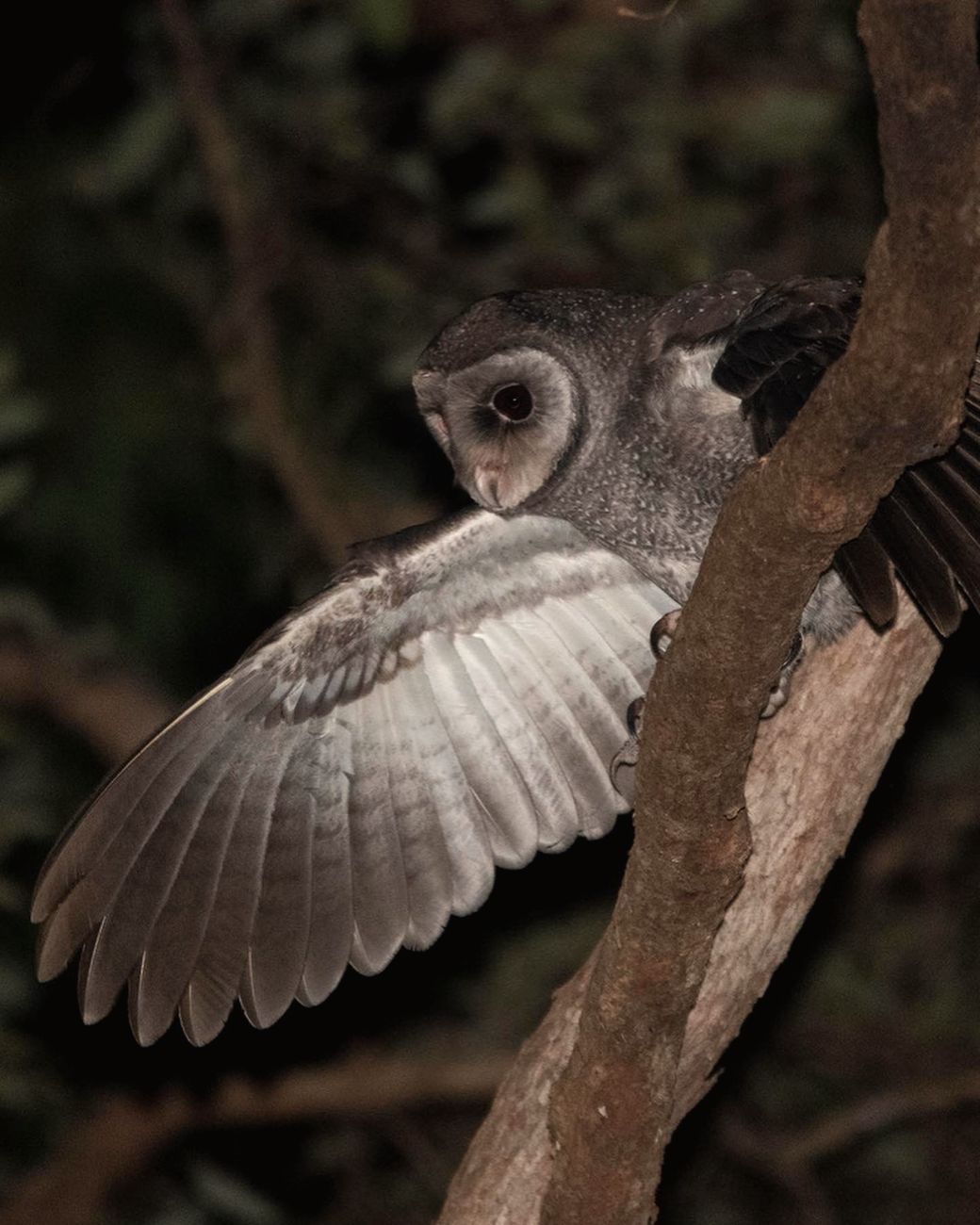 Large forest owl stretching a wing
