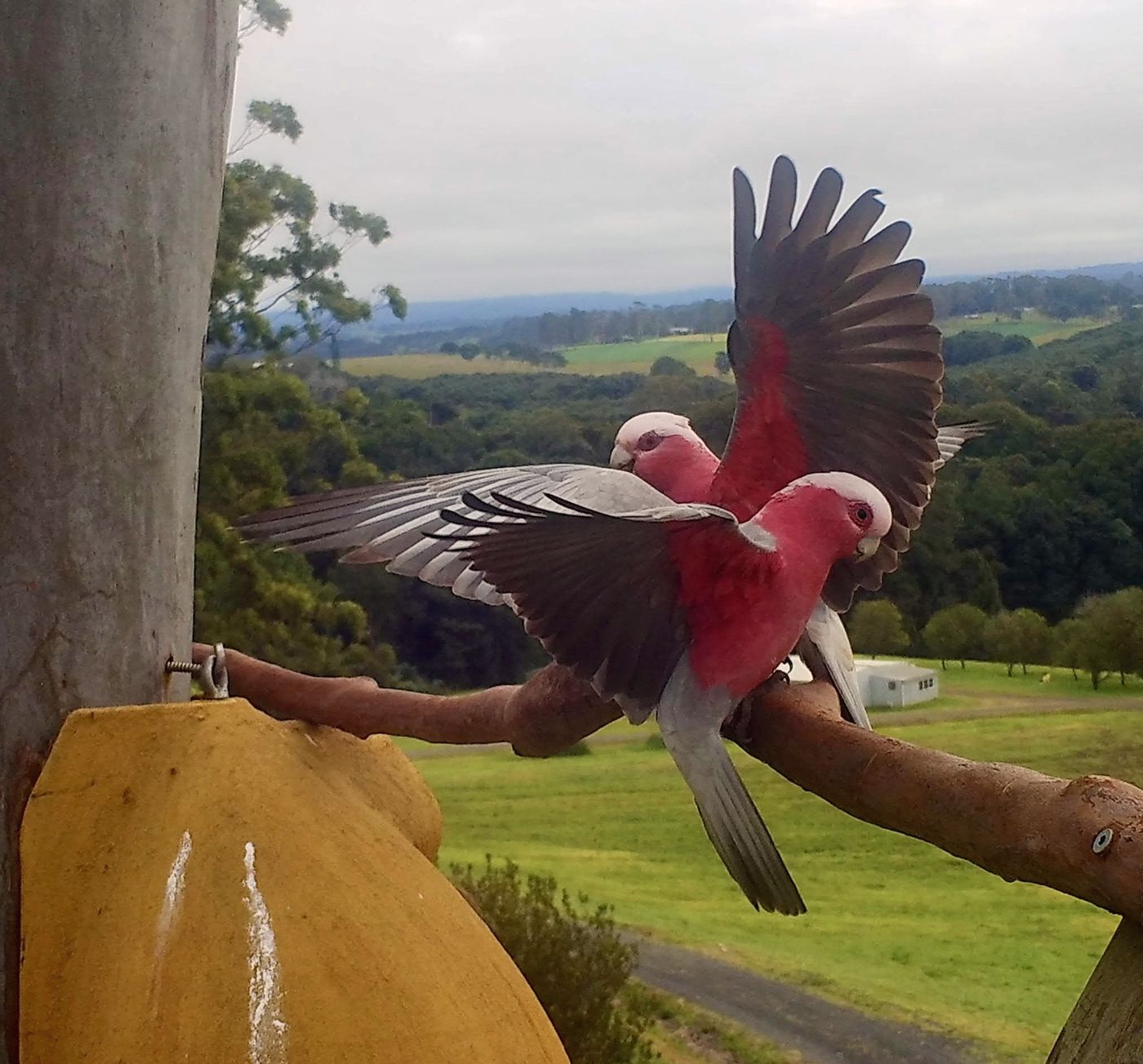 Galahs on a hunting roost