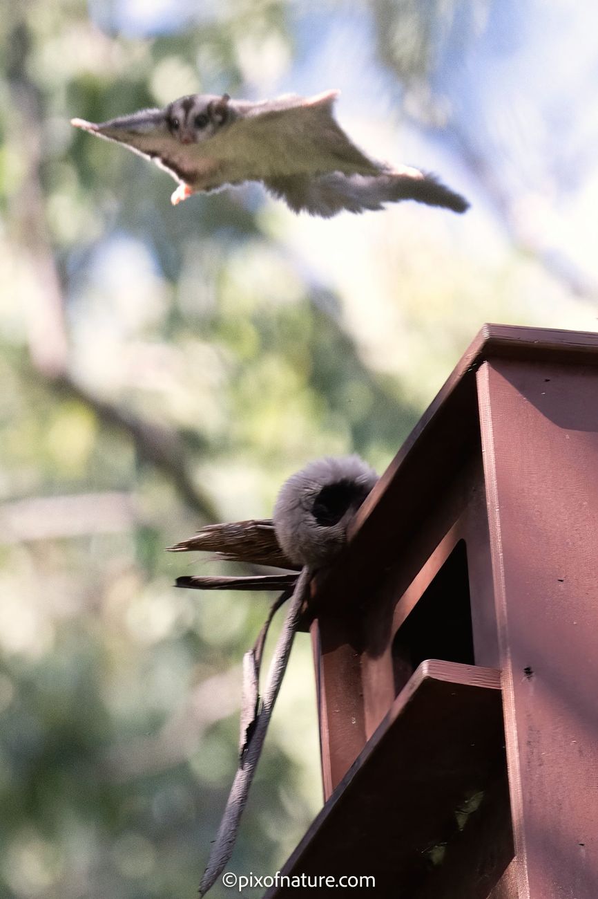 Glider in mid-glide toward a nest box