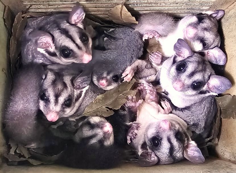 Sugar Gliders in a backyard nest box