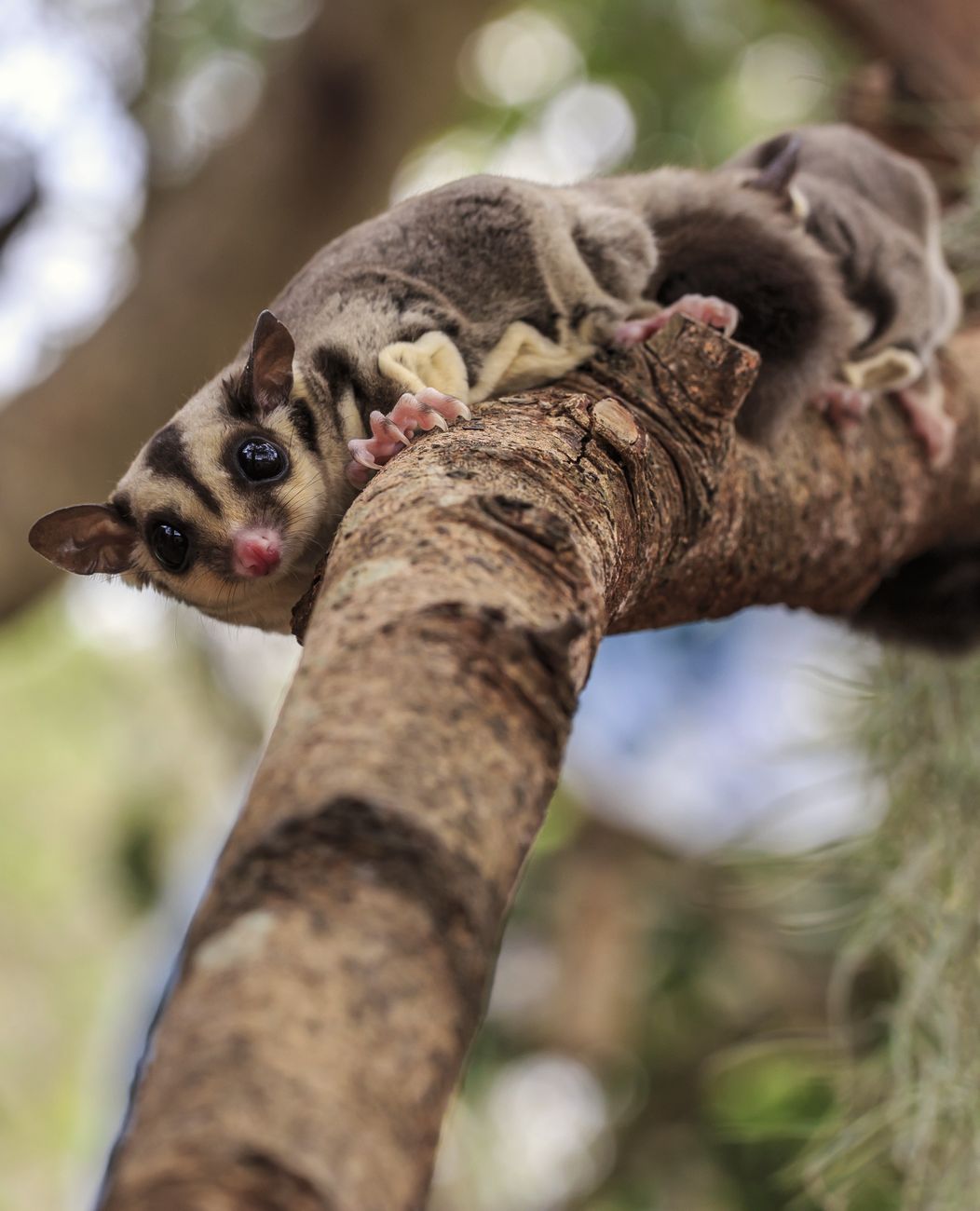 Sugar Gliders on a branch