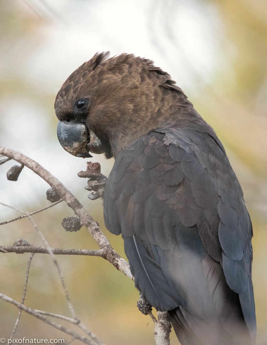 Glossy Black-Cockatoo on a she-oak branch