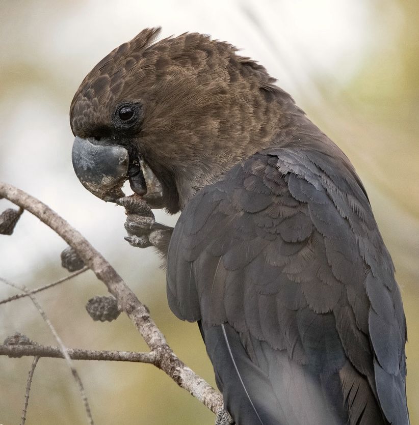 Glossy Black-Cockatoo feeding on a she-oak cone