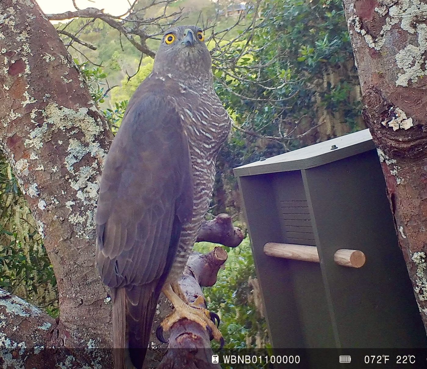 Grey Goshawk beside a Wildbnb box on a wildlife camera
