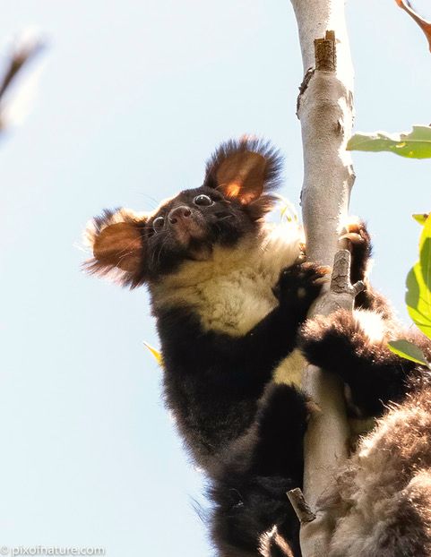 Central Greater Glider