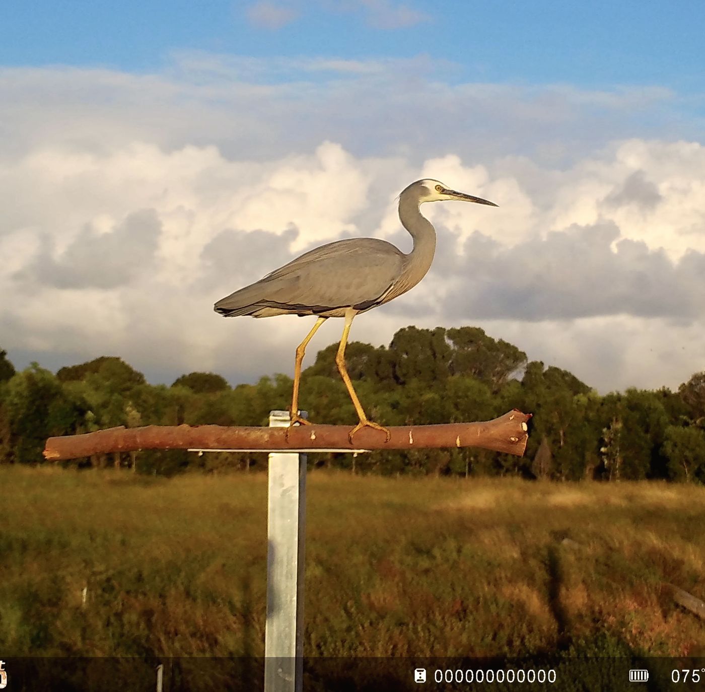 Heron on a Wildbnb hunting roost