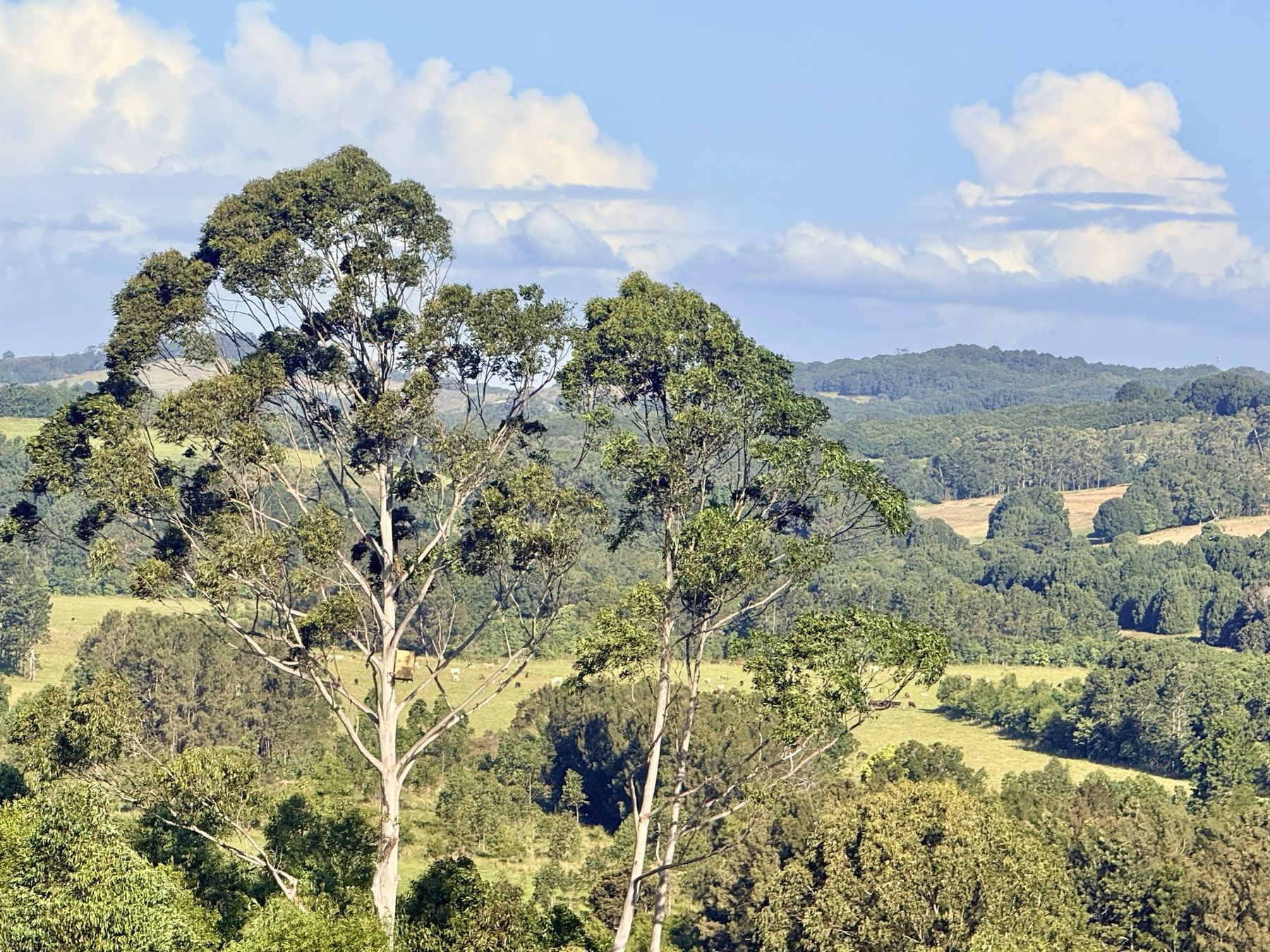 Northern Rivers hinterland with old eucalypts