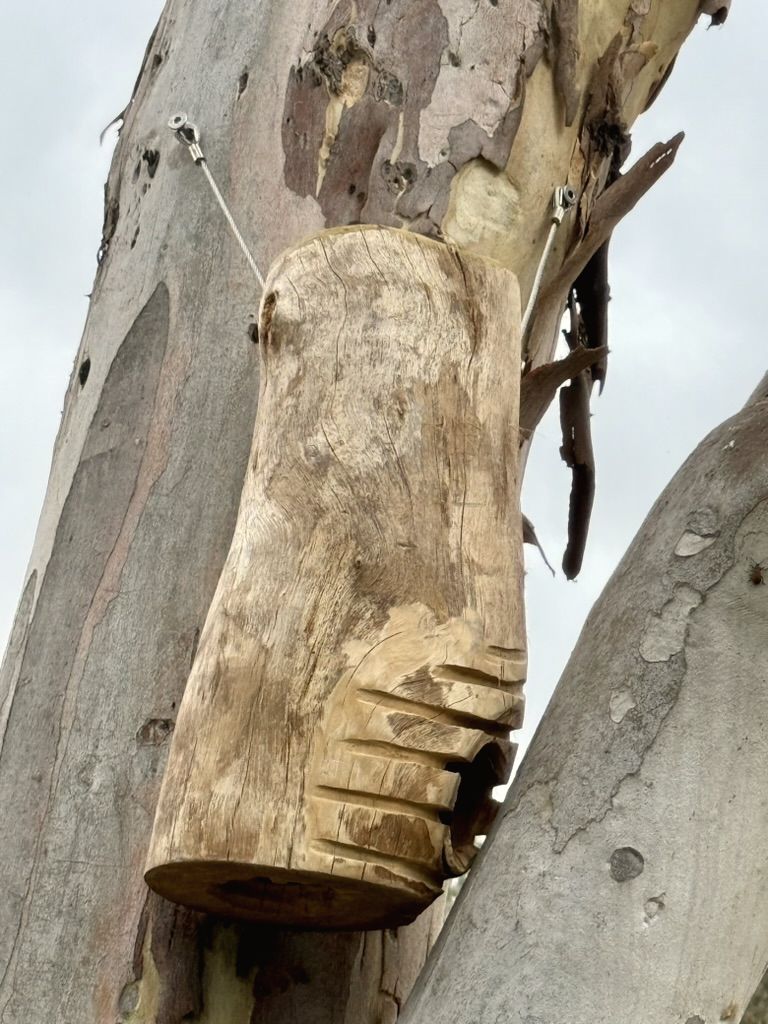 A Hunk-of-Trunk hollow mounted high on a pale eucalypt