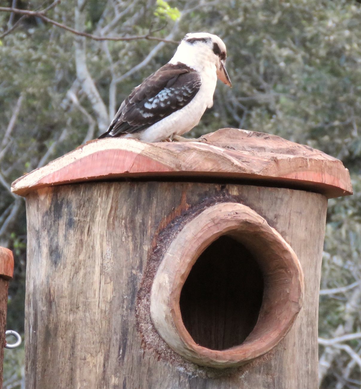 Kookaburra on a Hunk-of-Trunk hollow