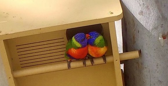 Two Rainbow Lorikeets in a Wildbnb parrot box