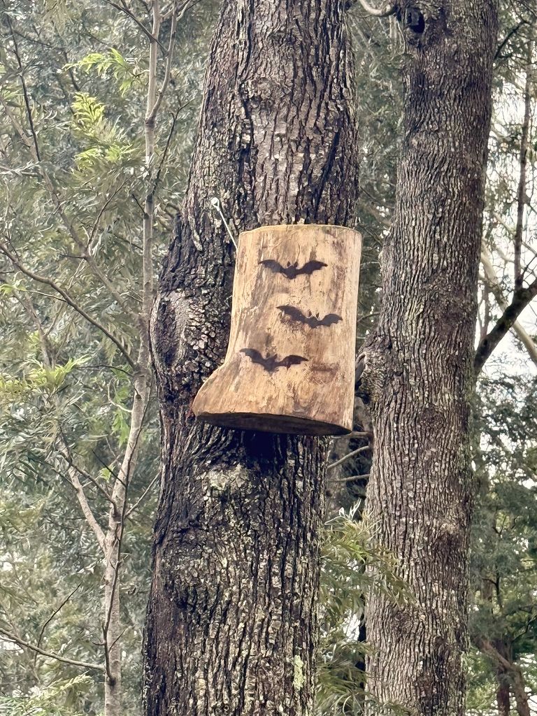 Microbat roost