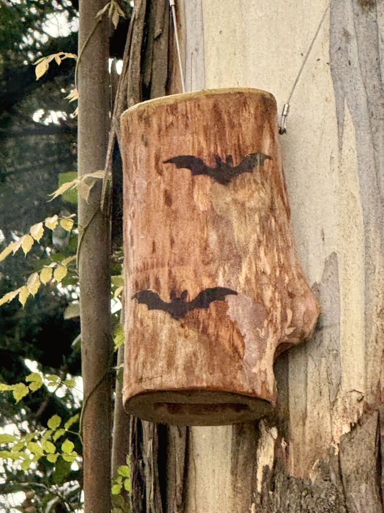 Hunk-of-Trunk microbat roost on a tree