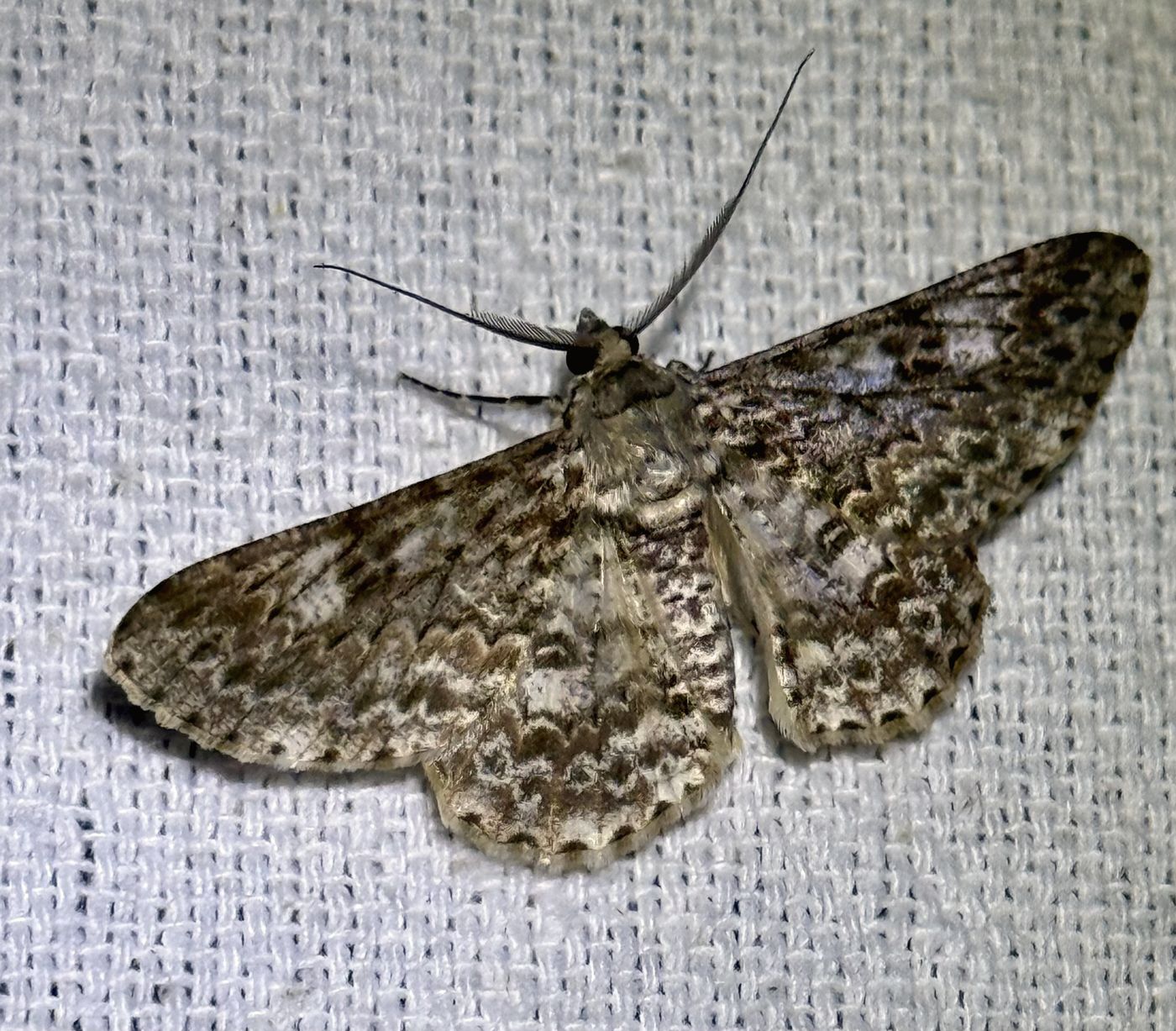 Night-flying moth, typical microbat prey
