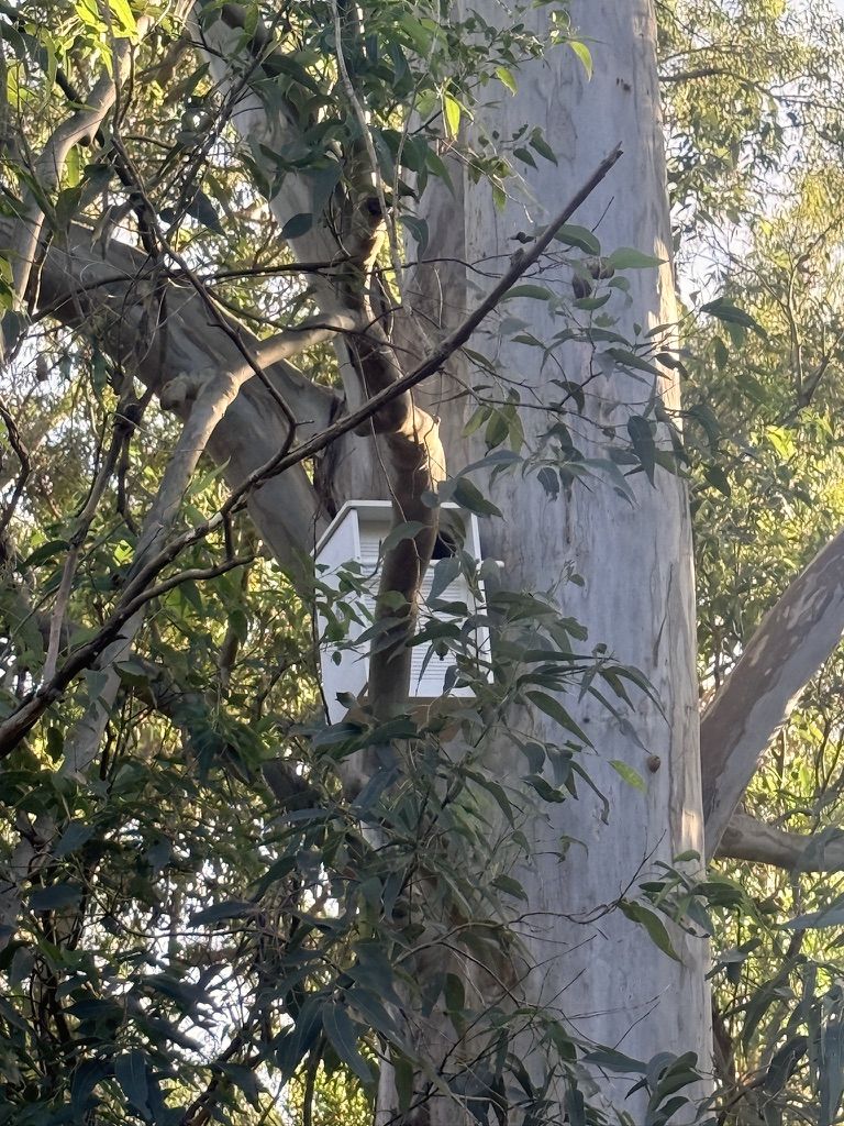 Nest box installed high on a eucalypt