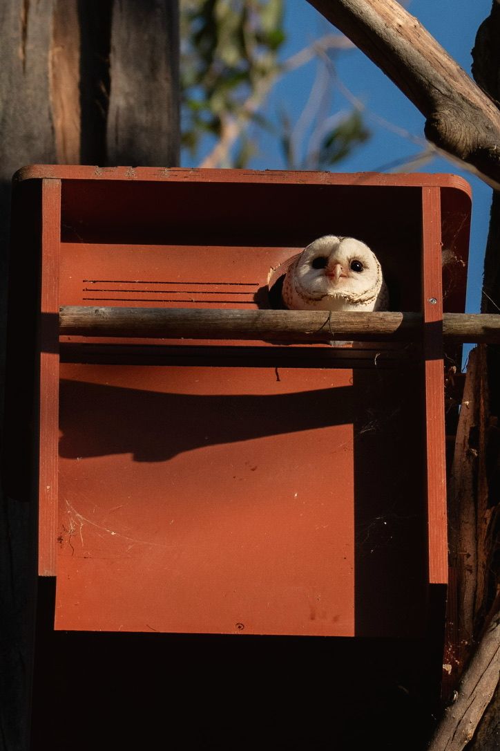 Owl in a Wildbnb owl box