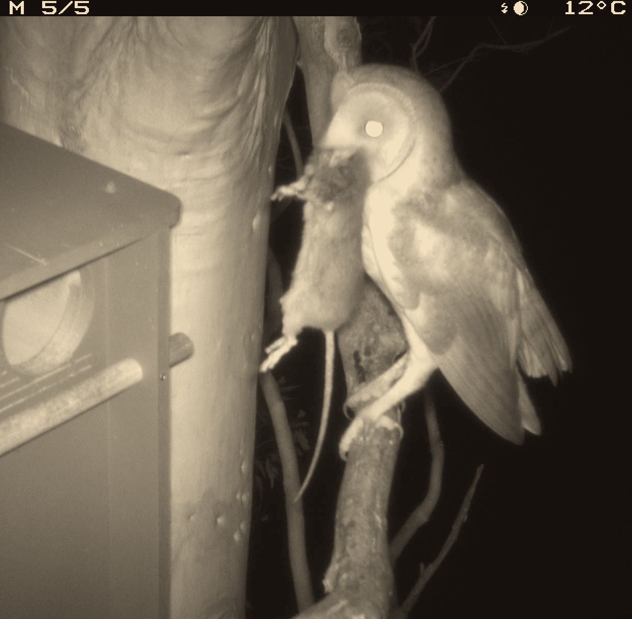 Barn owl returning to its box with a rat