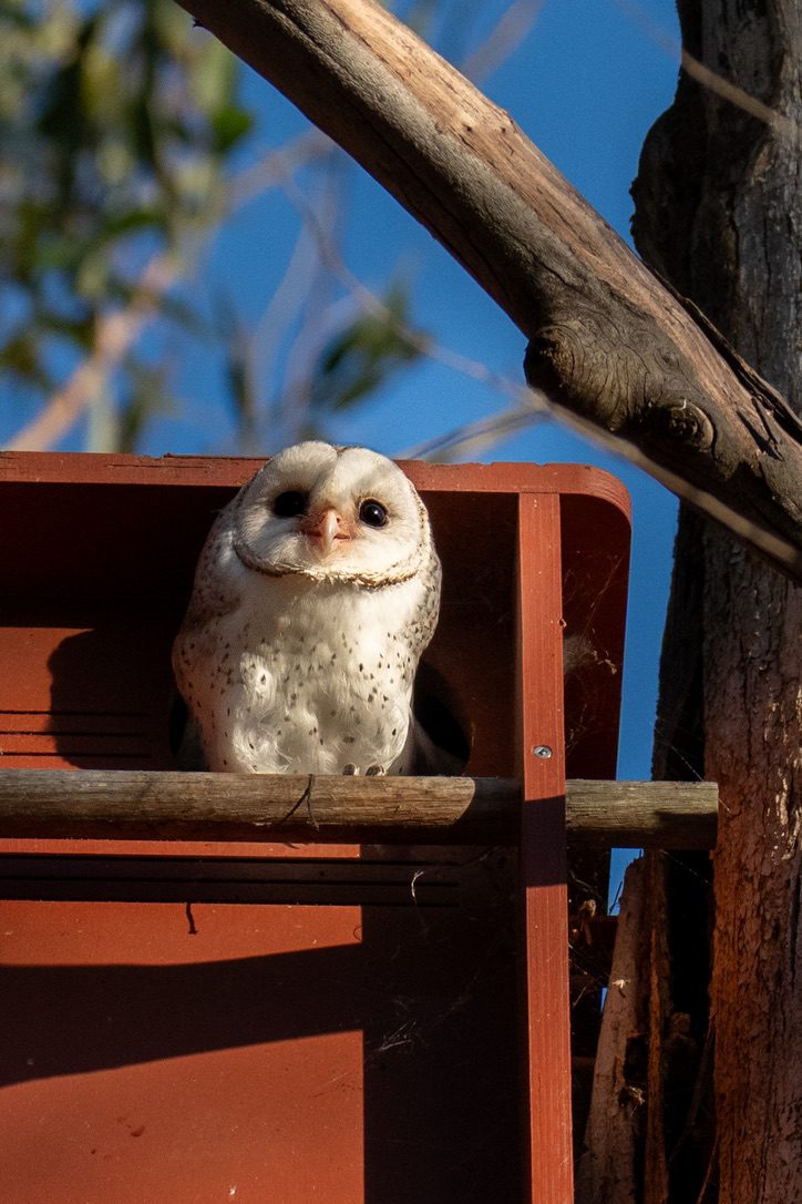 Eastern Barn Owl perched on a red Wildbnb owl box