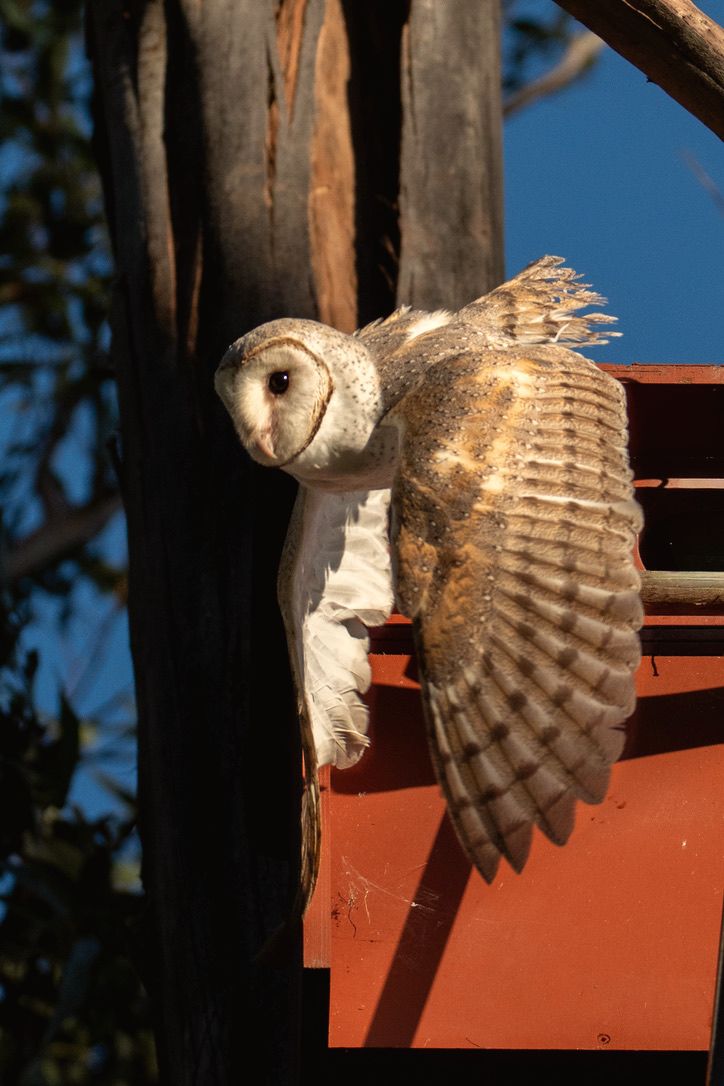 Barn owl spreading its wings at a box entrance