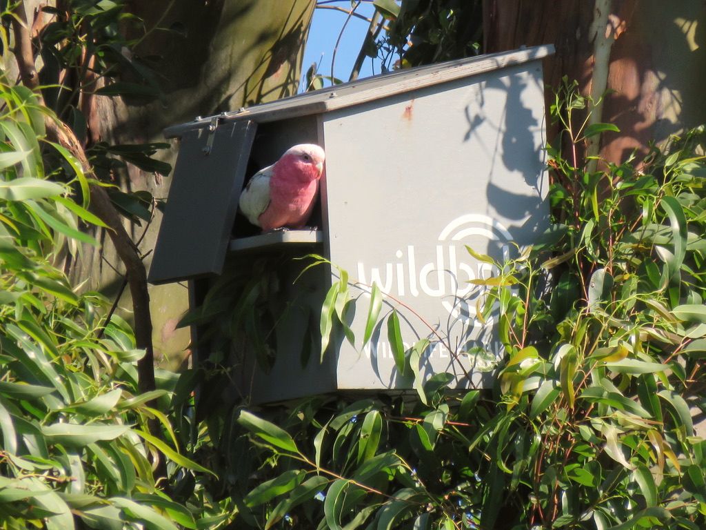Galah at a parrot box