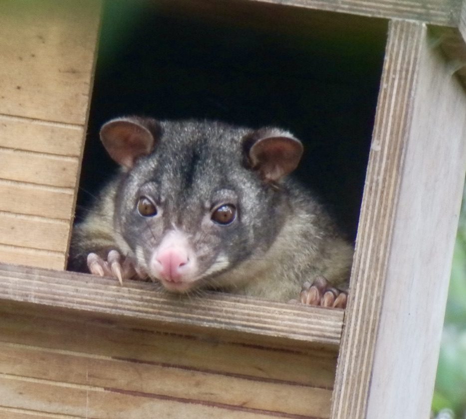 Brushtail possum looking out of a nest box