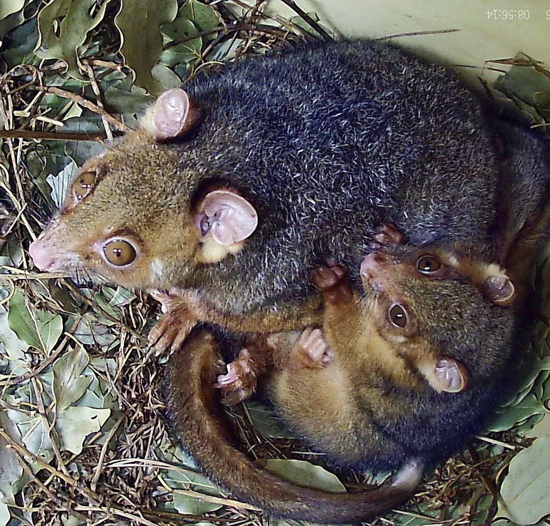 Possum with joey in a nest box