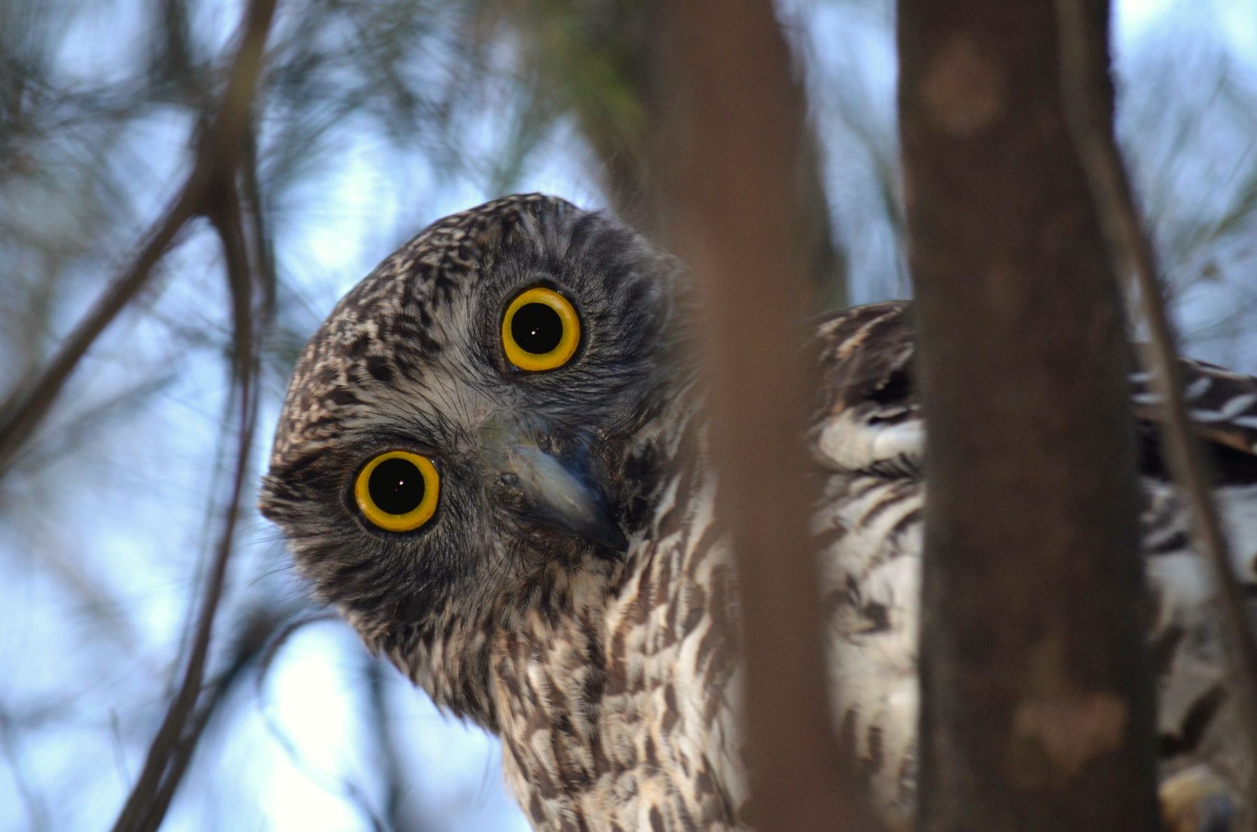 Powerful Owl peering from behind a tree trunk