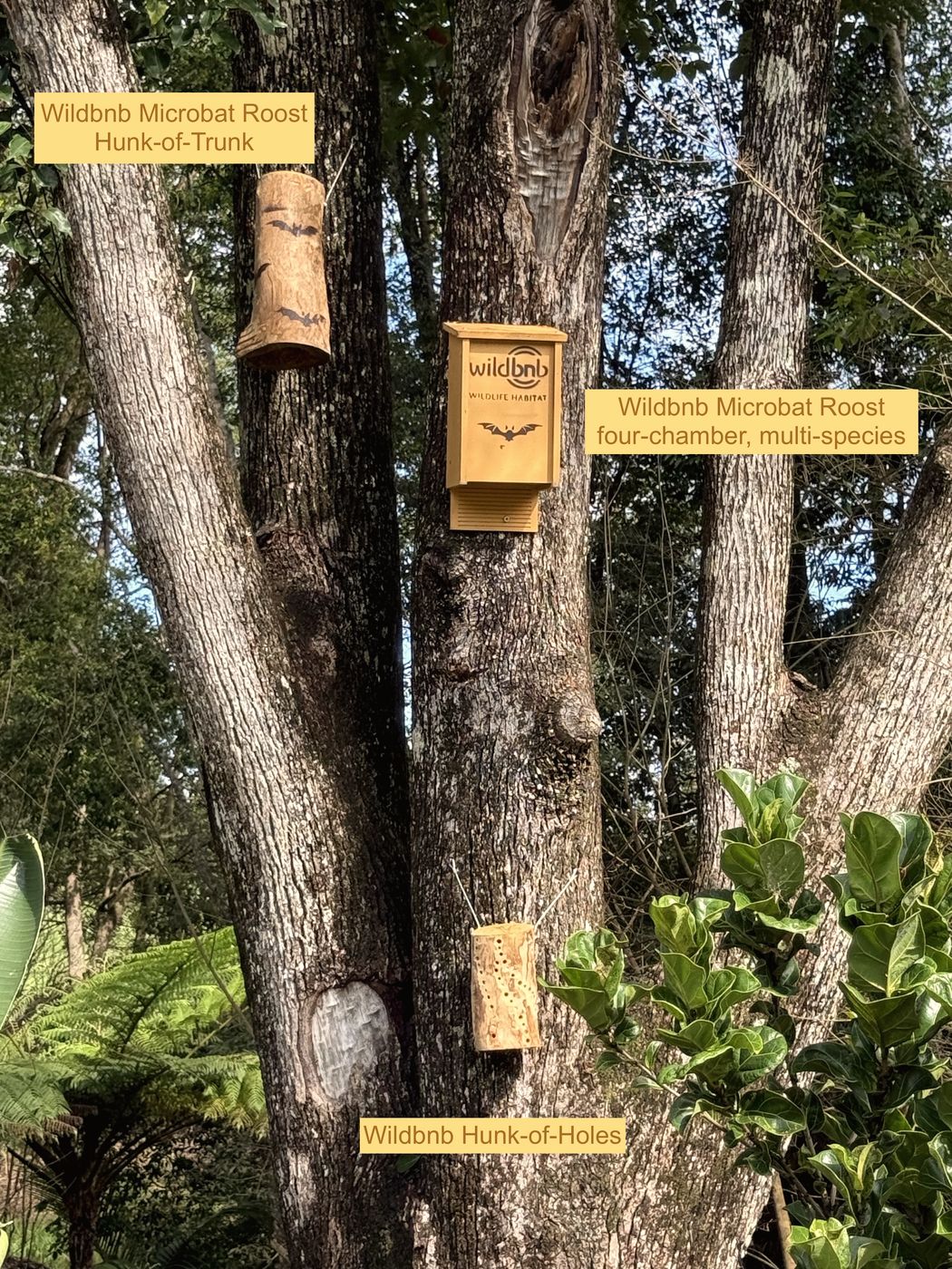 Microbat roosts and pollinator habitat on one tree