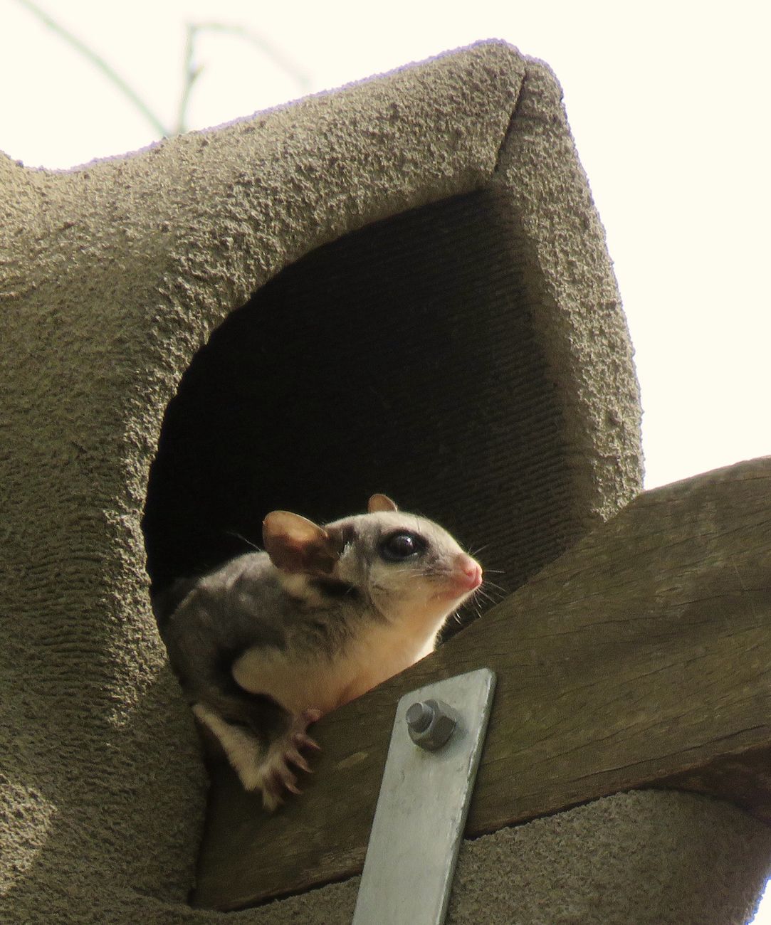 Sugar Glider resting at the entrance of a PodHollow